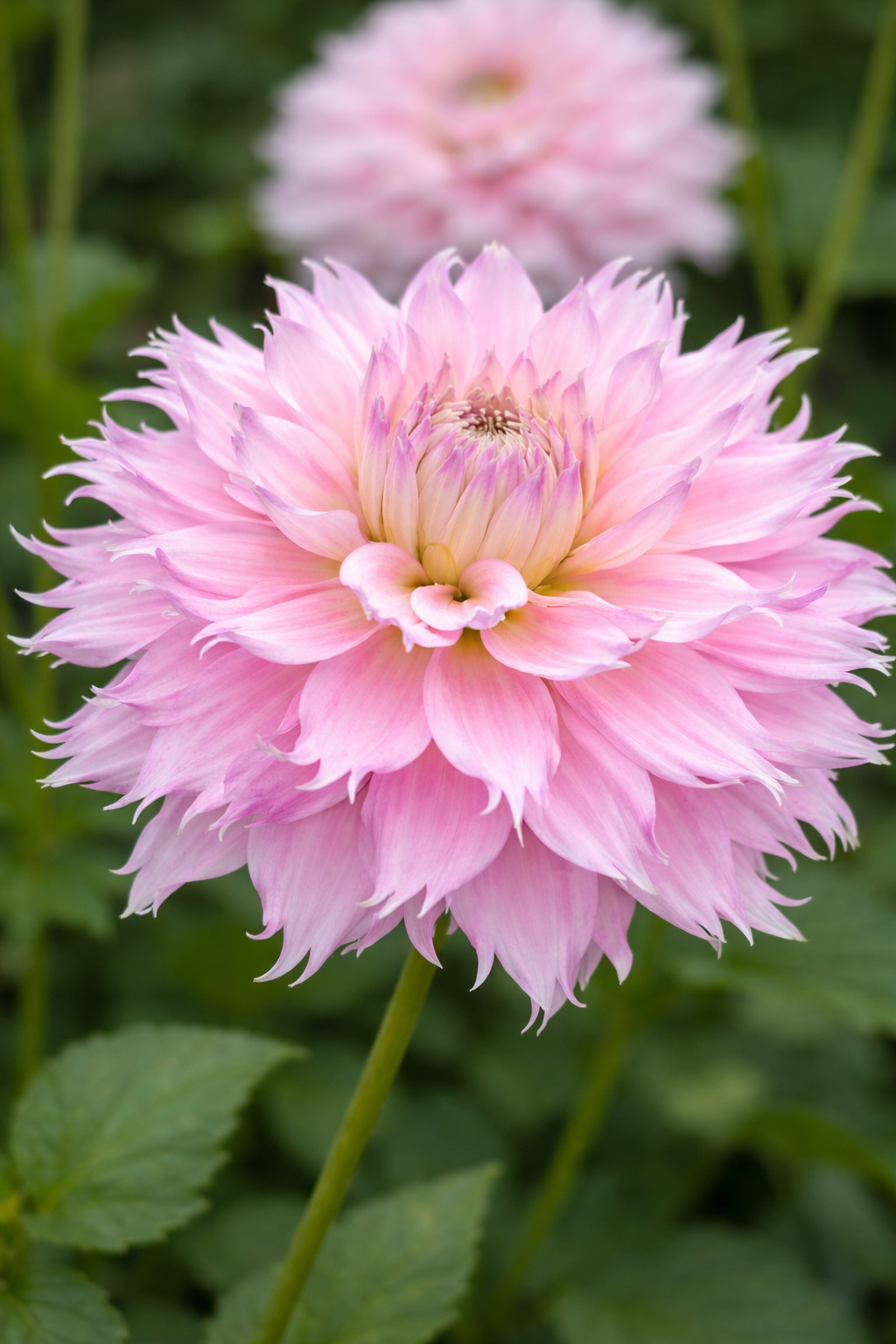 Hollyhill Pinkie