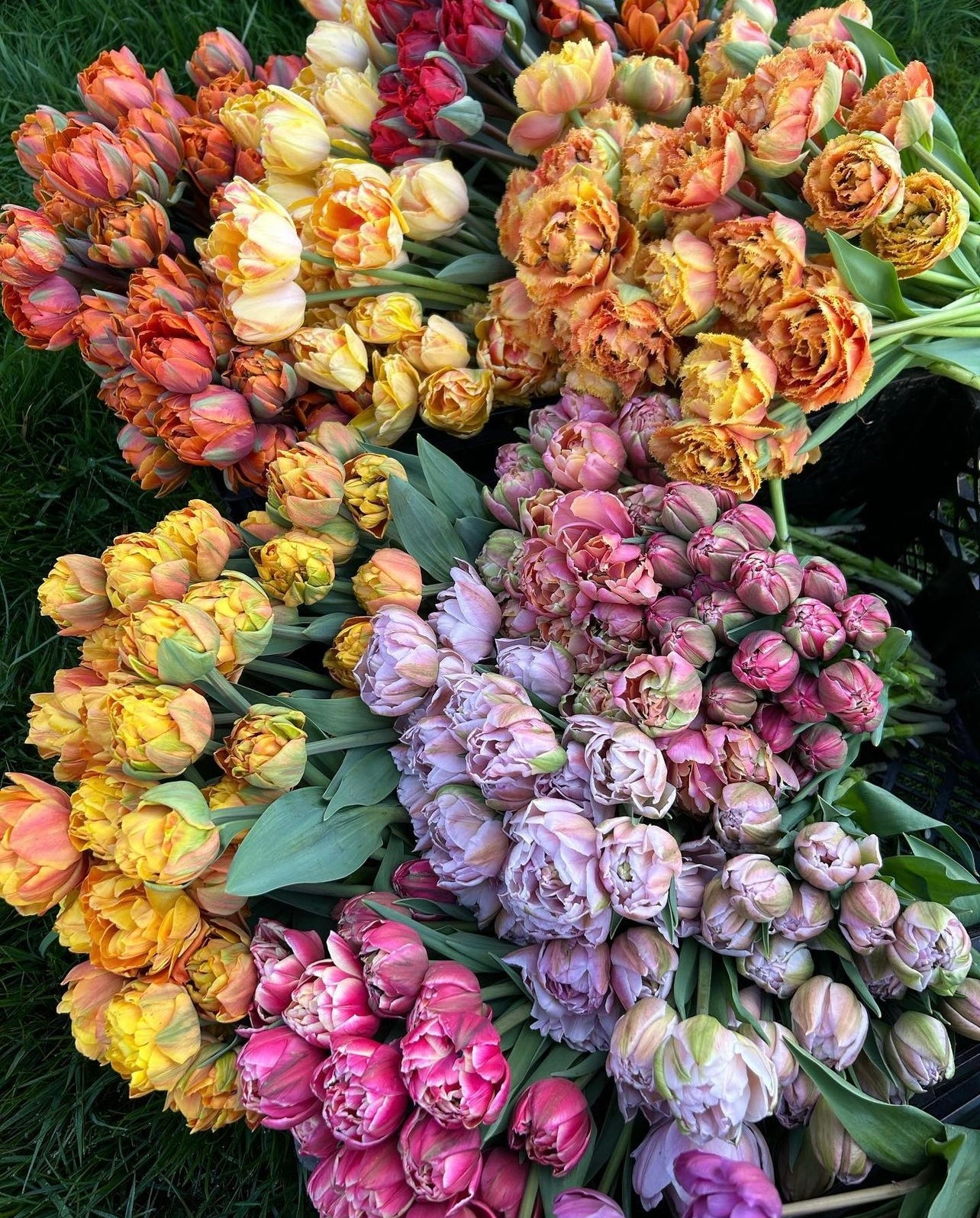 Mother's Day Specialty Tulip Wrap