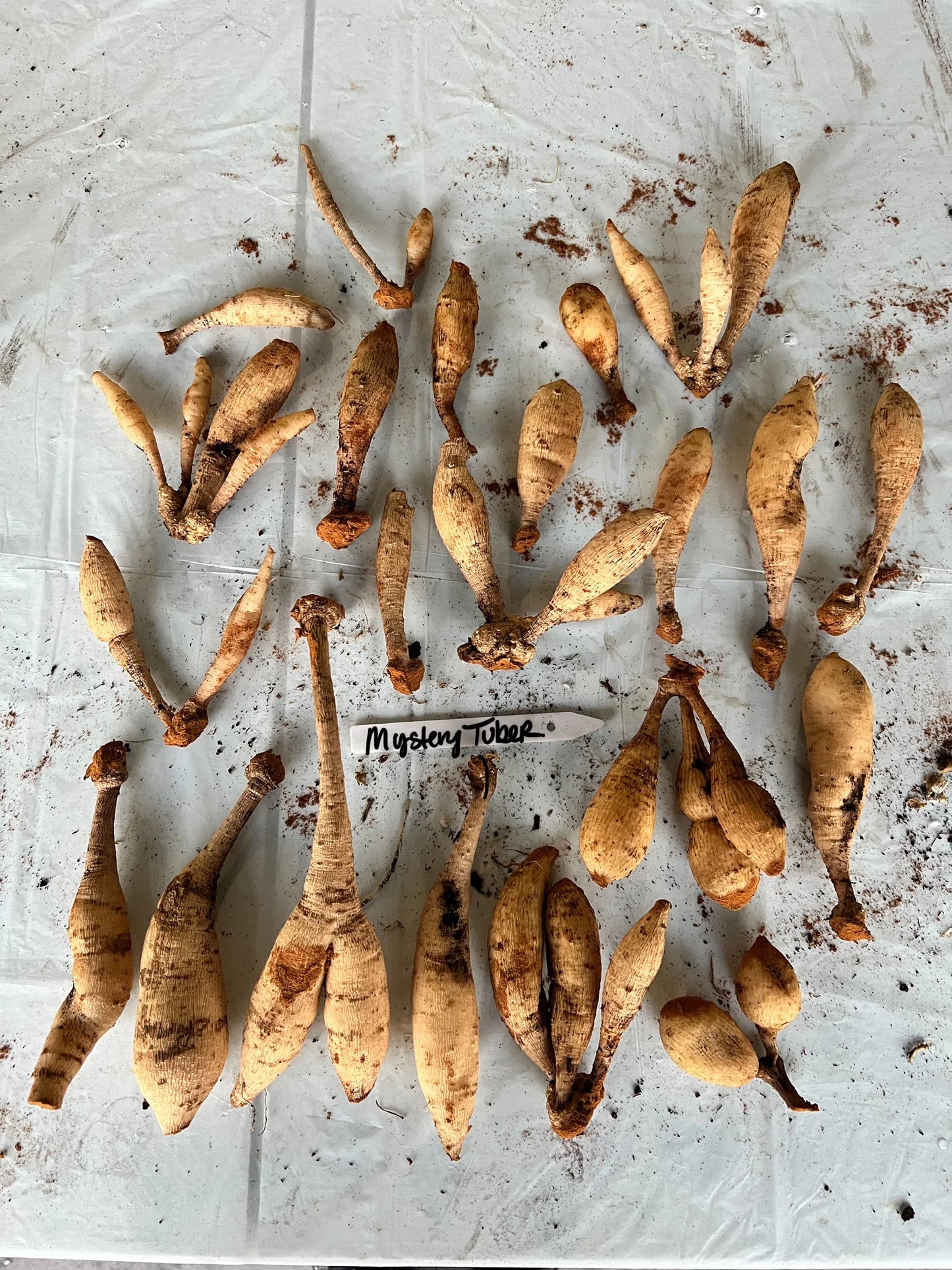 Dahlia Mystery - BULK 10