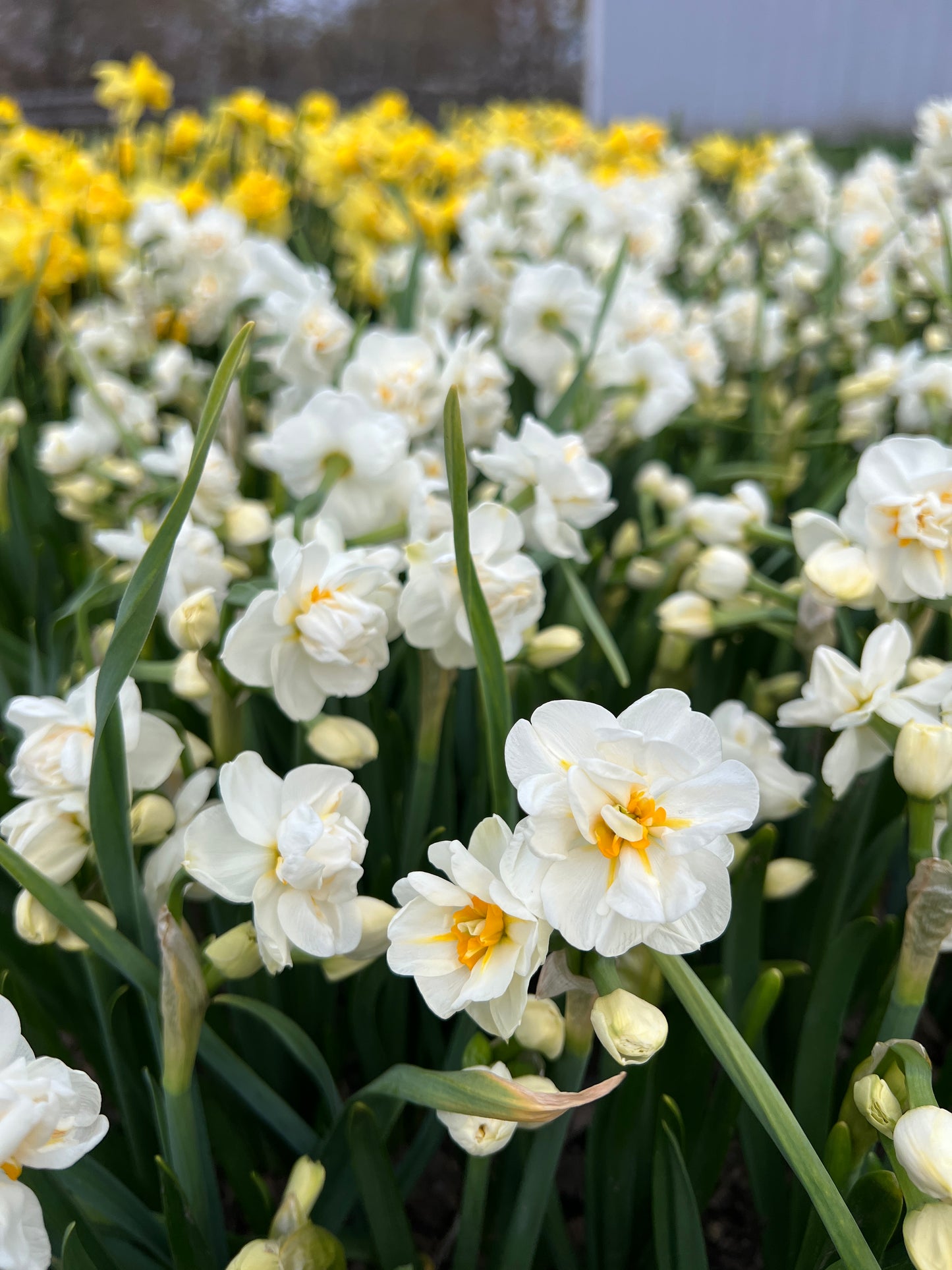 2026 April Flower Subscription (Narcissus CSA)
