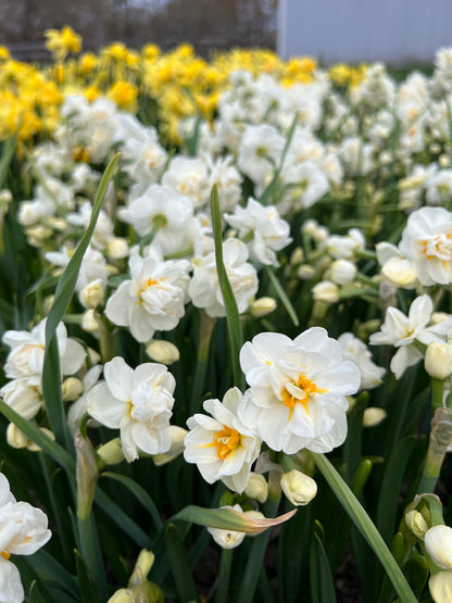 2026 April Flower Subscription (Narcissus CSA)