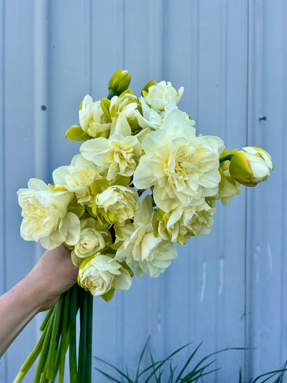 2026 April Flower Subscription (Narcissus CSA)
