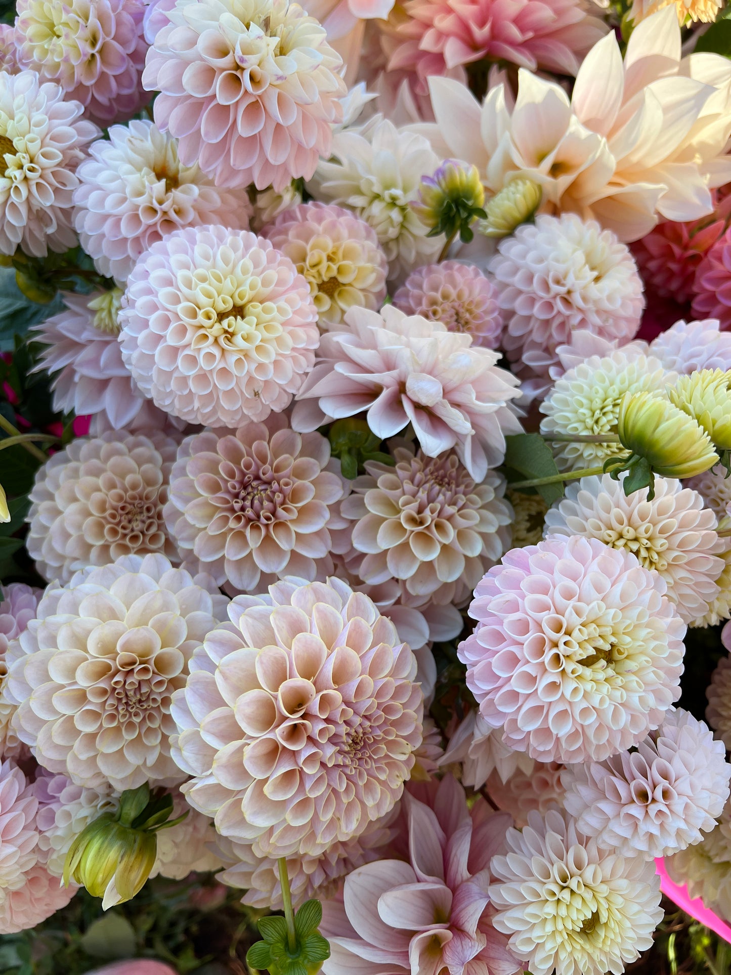 KA's® Cinder Rose