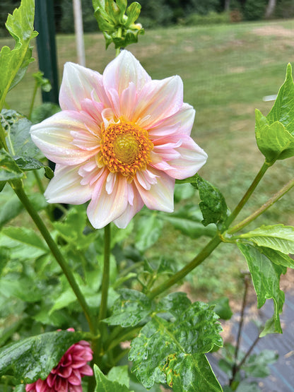 Apple Blossom