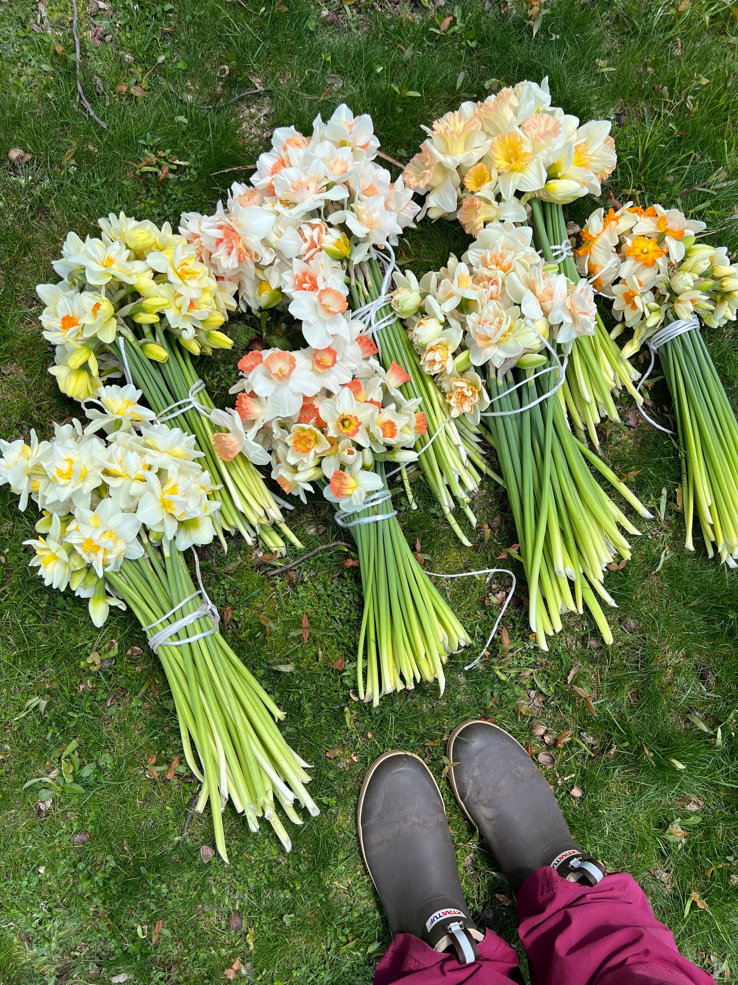 2026 April Flower Subscription (Narcissus CSA)