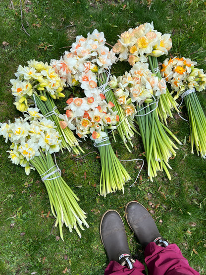 2026 April Flower Subscription (Narcissus CSA)