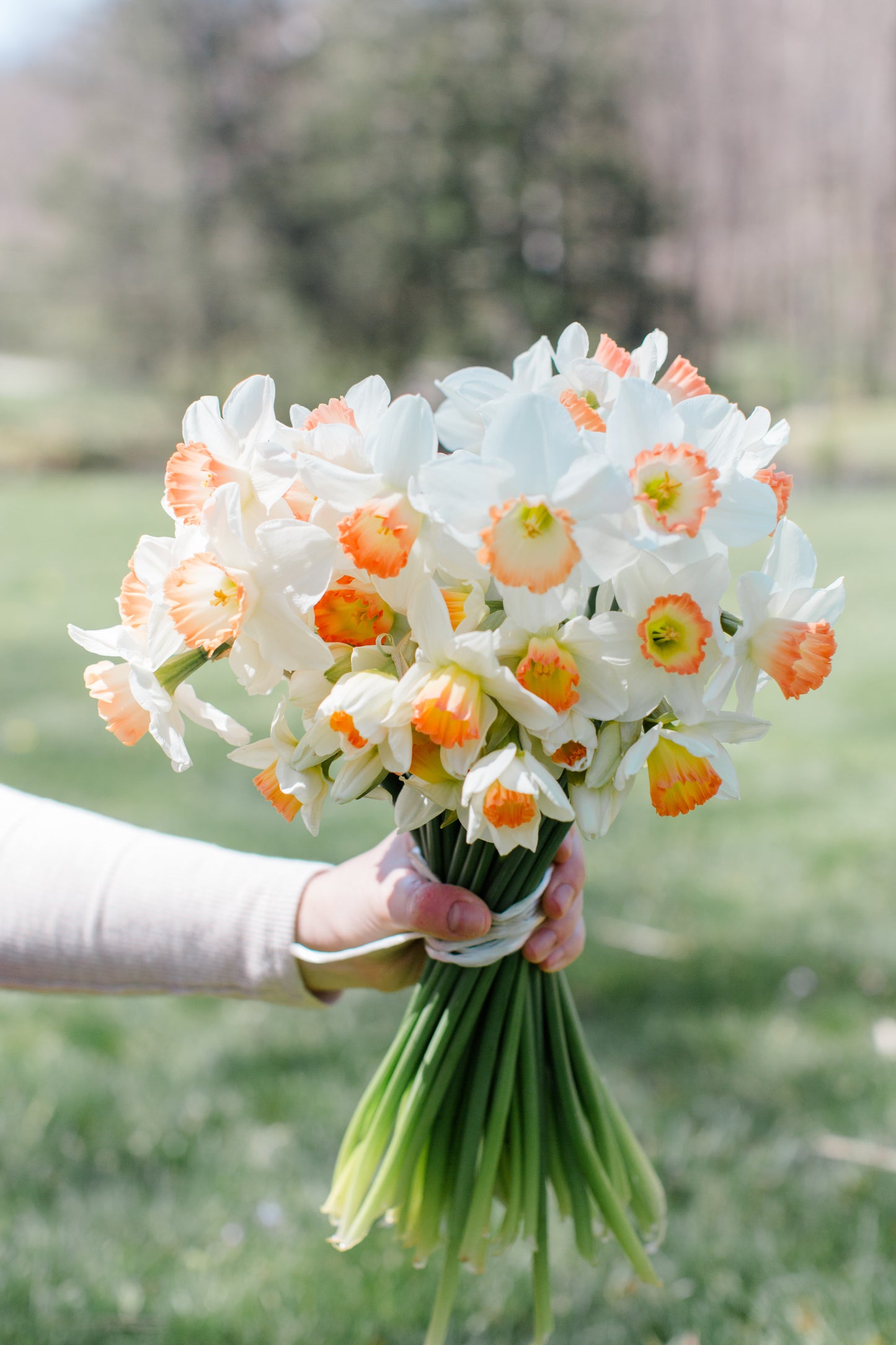2026 April Flower Subscription (Narcissus CSA)