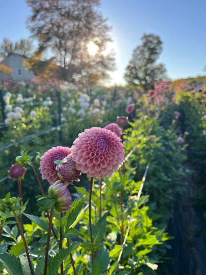Bracken Rose (US)