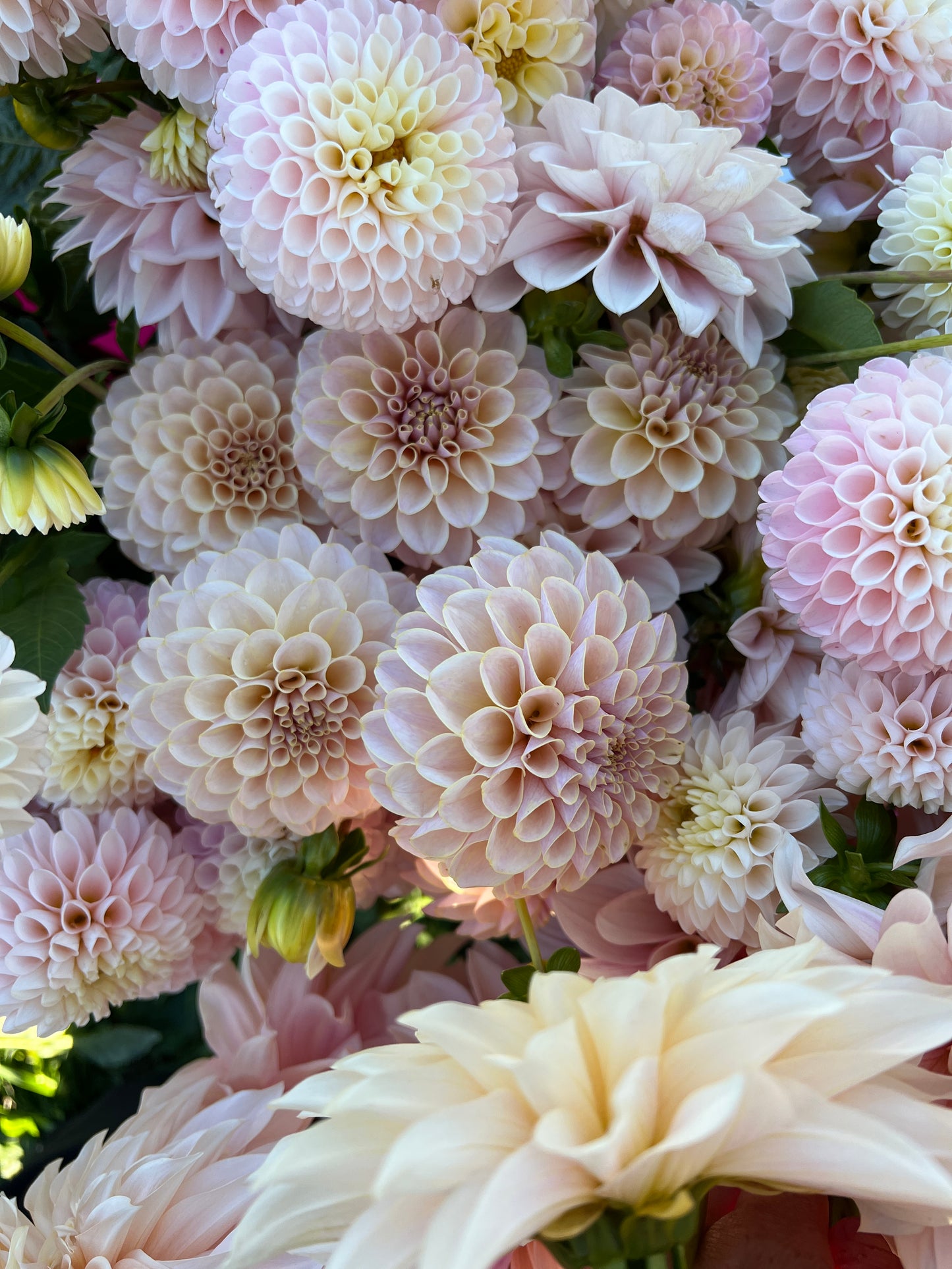 KA's® Cinder Rose