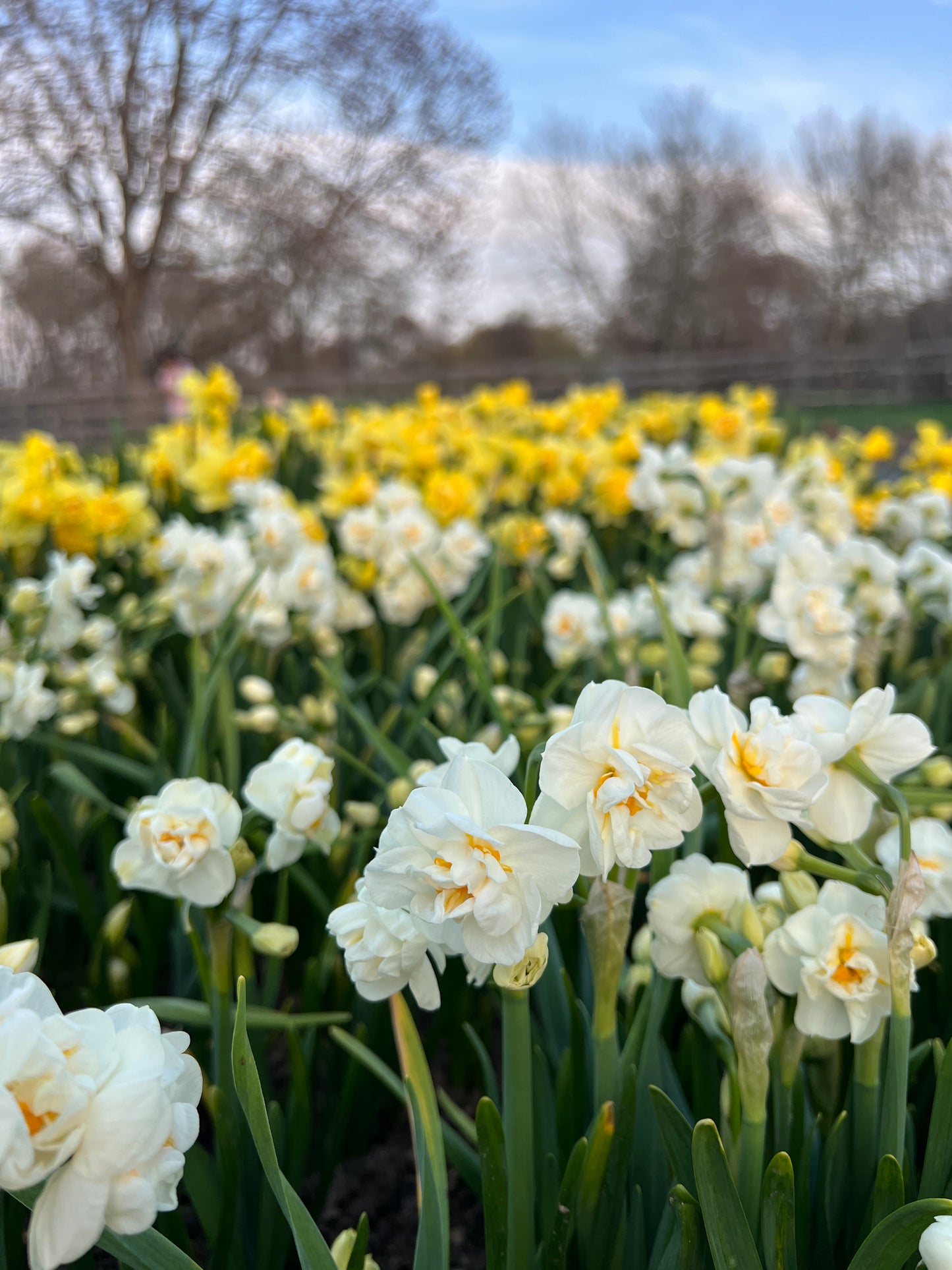 2026 April Flower Subscription (Narcissus CSA)