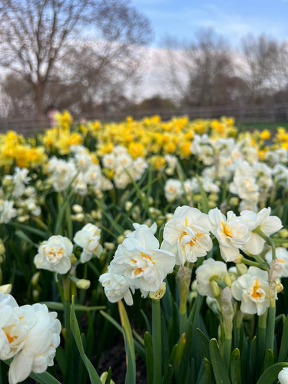 2026 April Flower Subscription (Narcissus CSA)