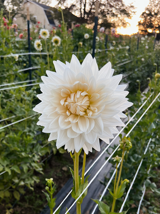Roque Starburst