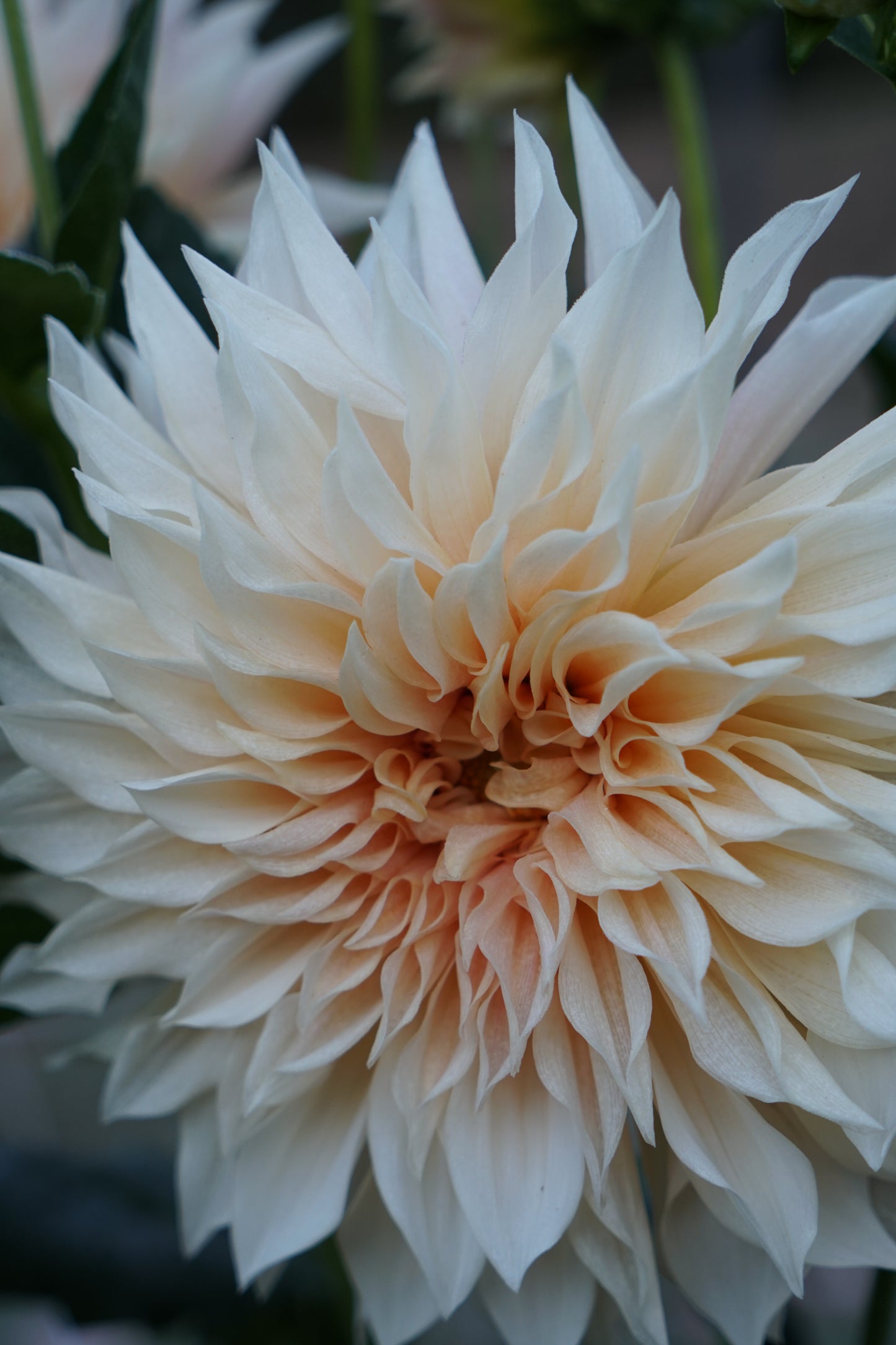 Cafe au Lait