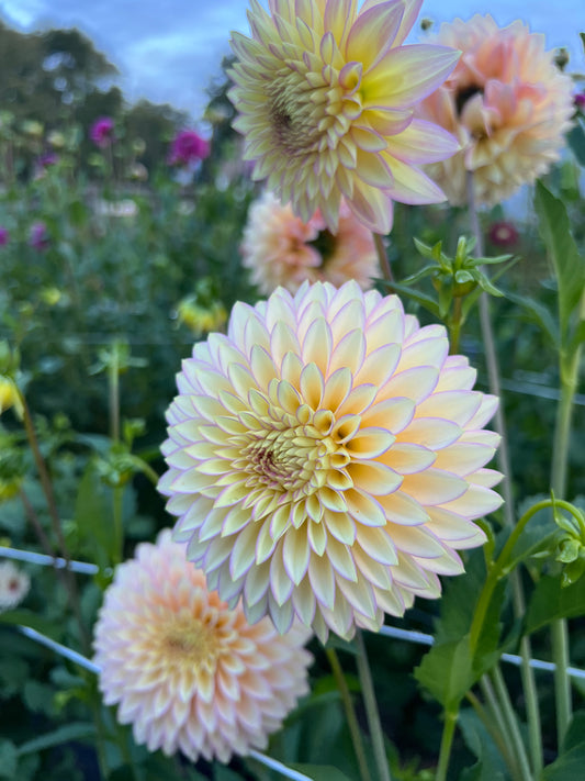 Bloomquist Blush