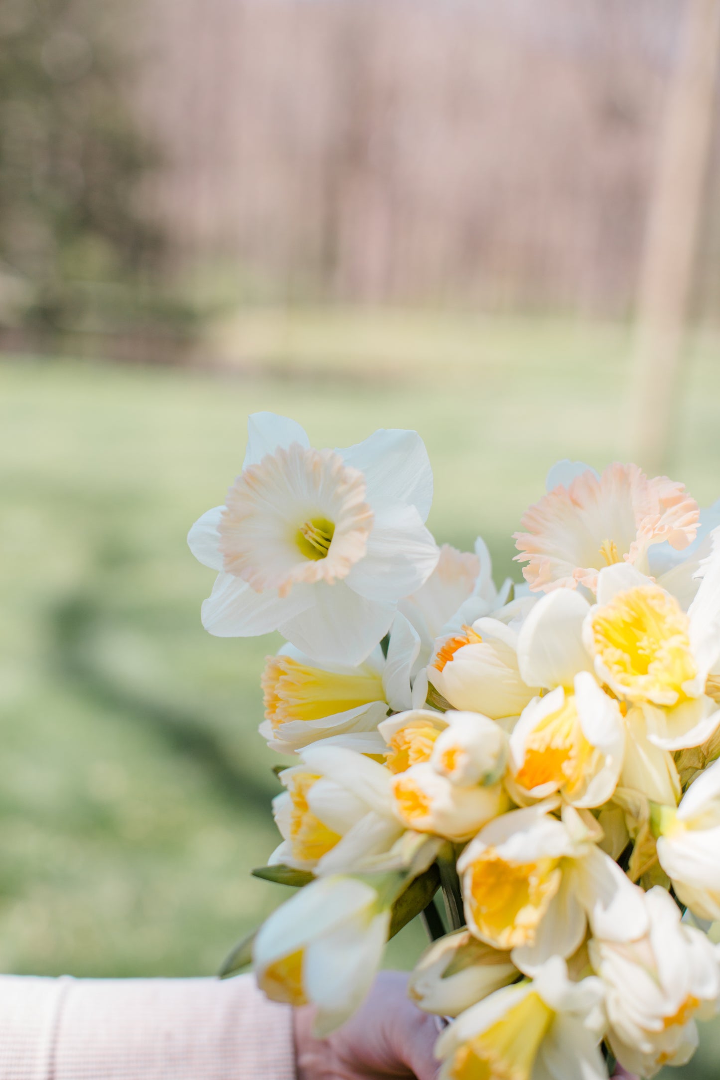 2026 April Flower Subscription (Narcissus CSA)