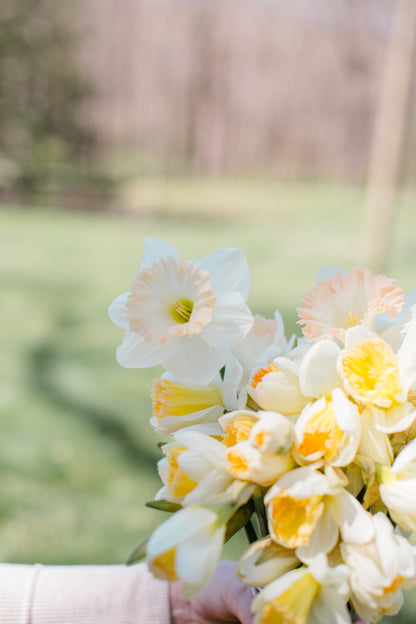 2026 April Flower Subscription (Narcissus CSA)