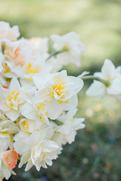 2026 April Flower Subscription (Narcissus CSA)