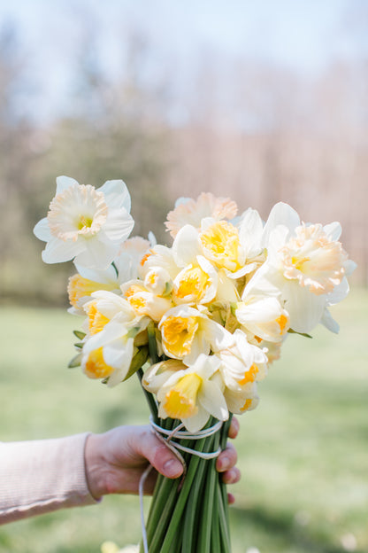 2026 April Flower Subscription (Narcissus CSA)