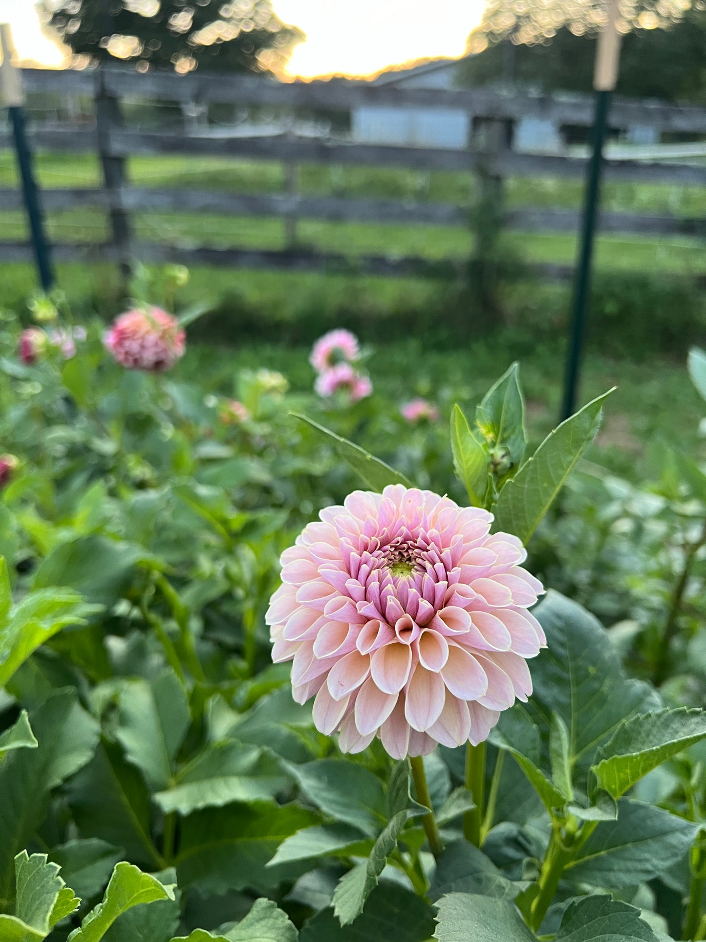 KA's® Cinder Rose