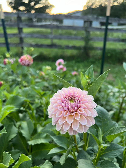 KA's® Cinder Rose