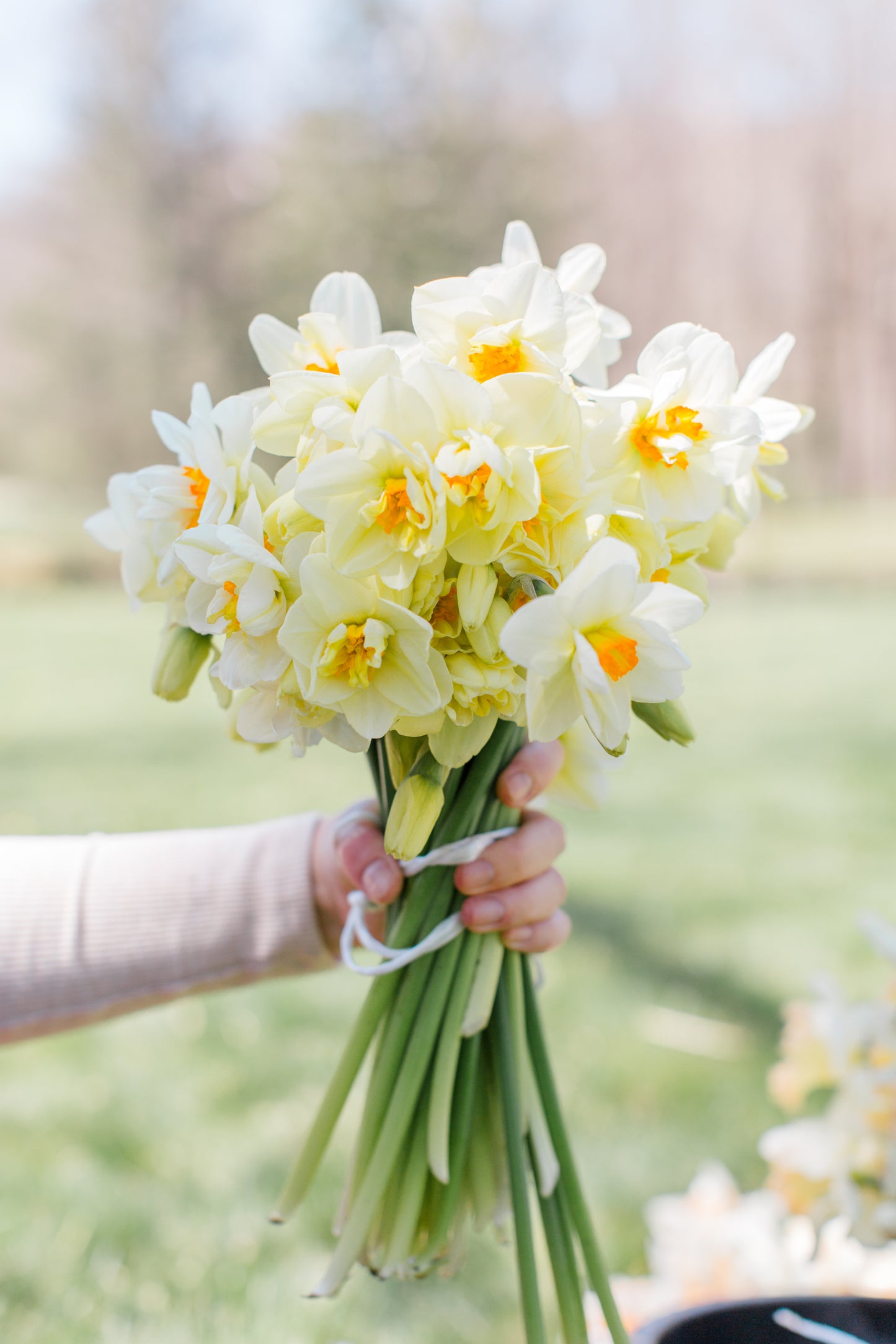 2026 April Flower Subscription (Narcissus CSA)