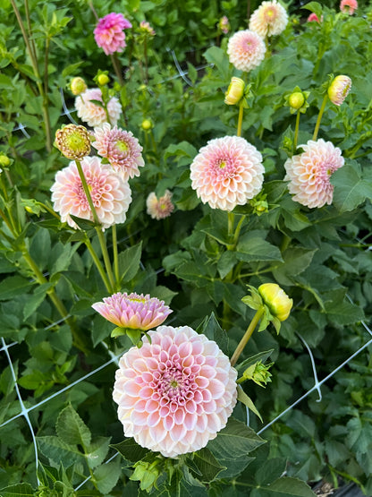 KA's® Cinder Rose
