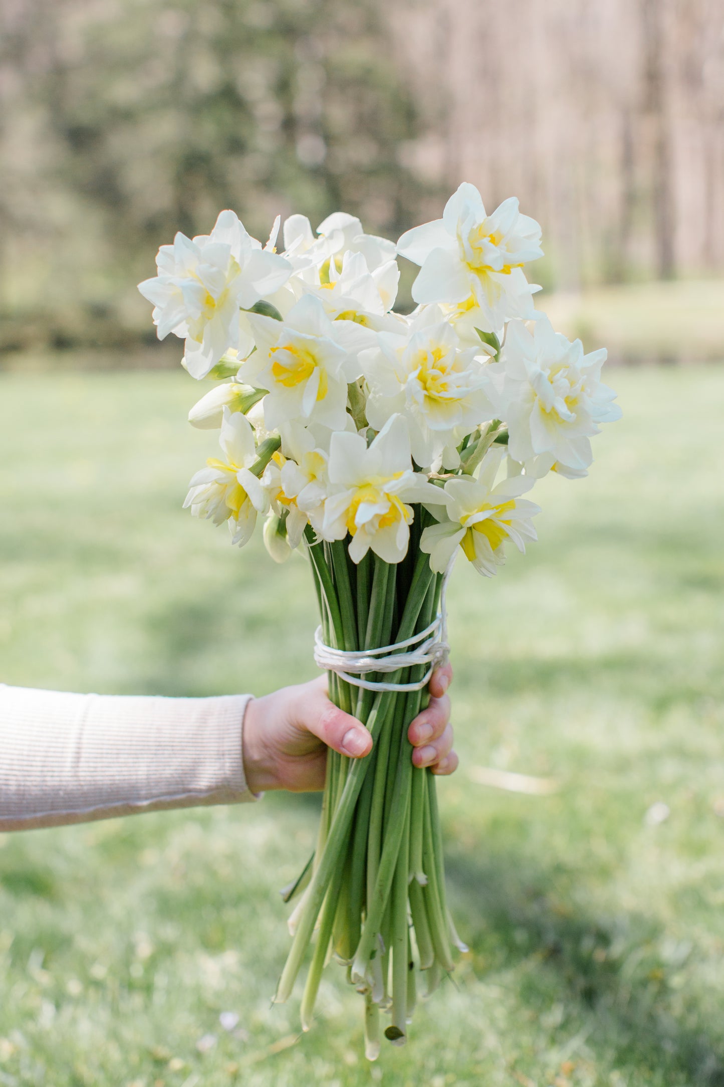 2026 April Flower Subscription (Narcissus CSA)