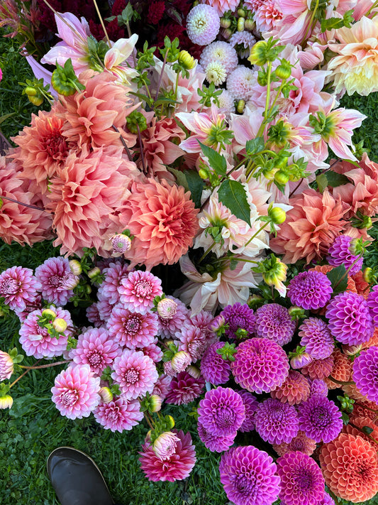 Collection (5 Tubers) - Vibrant
