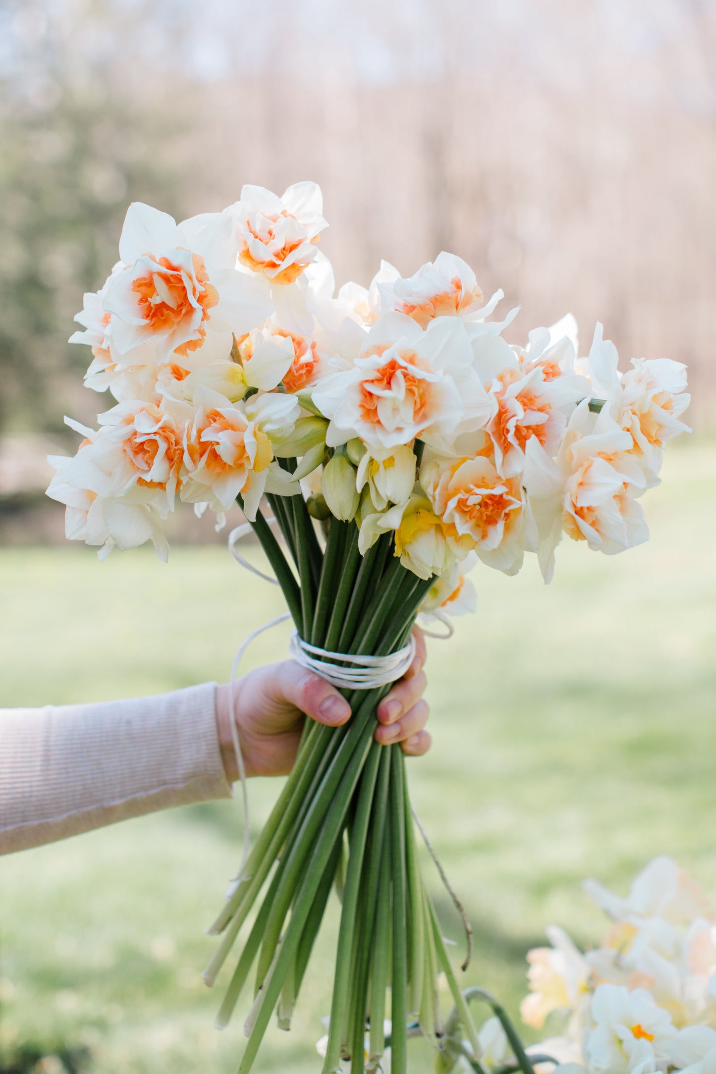 2026 April Flower Subscription (Narcissus CSA)