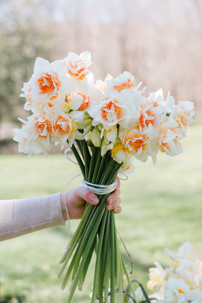 2026 April Flower Subscription (Narcissus CSA)