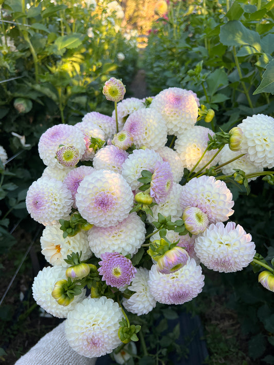 HollyHill Miss White - GRADE B