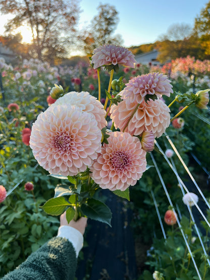 KA's® Cinder Rose