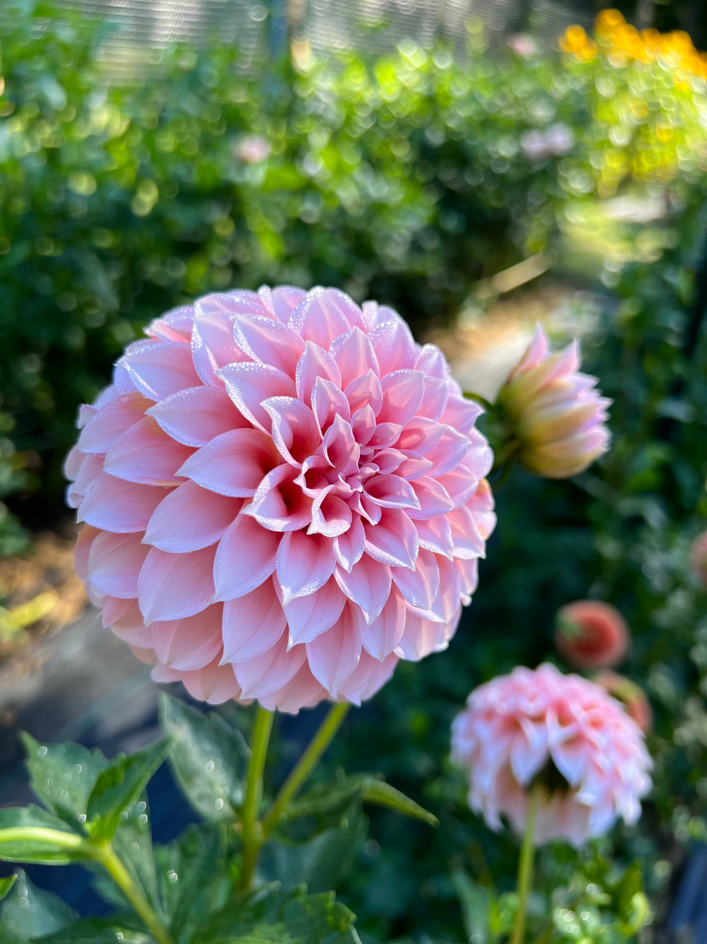 Peaches 'N Cream