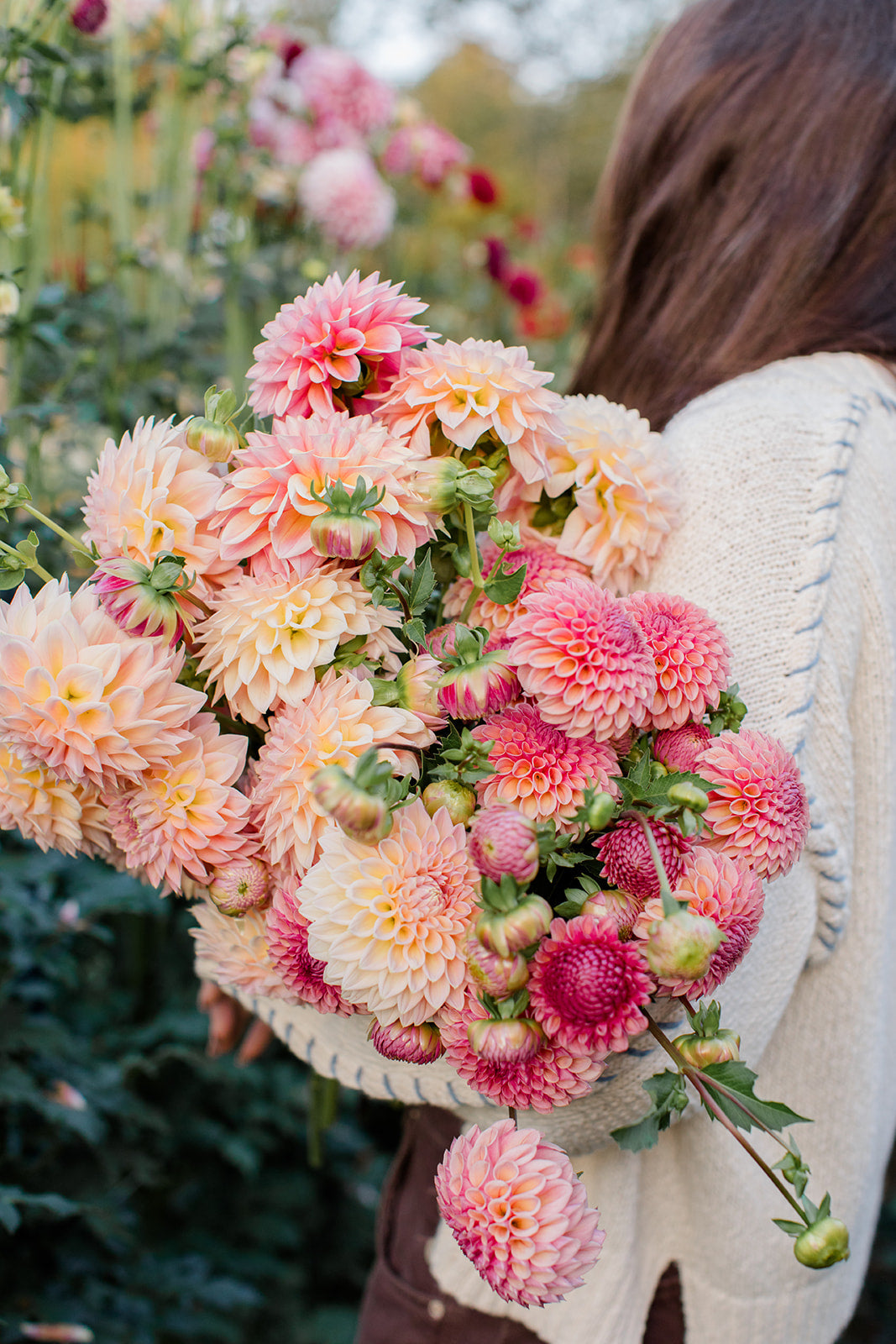 6 Tips for Growing Dahlias