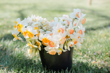 2026 April Flower Subscription (Narcissus CSA)