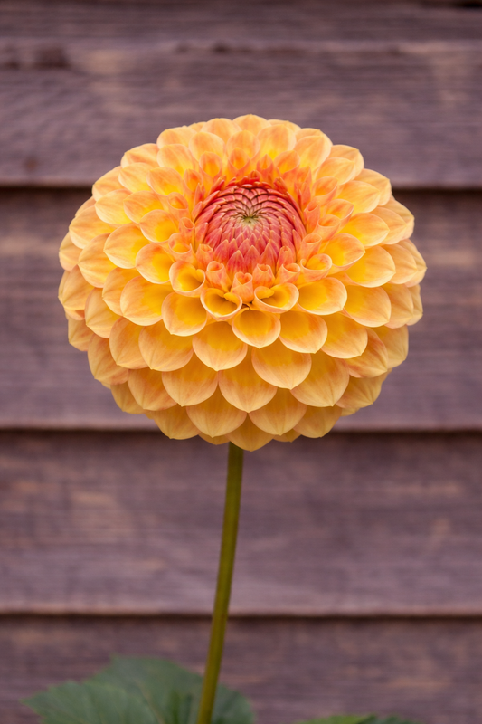 Blyton Softer Gleam