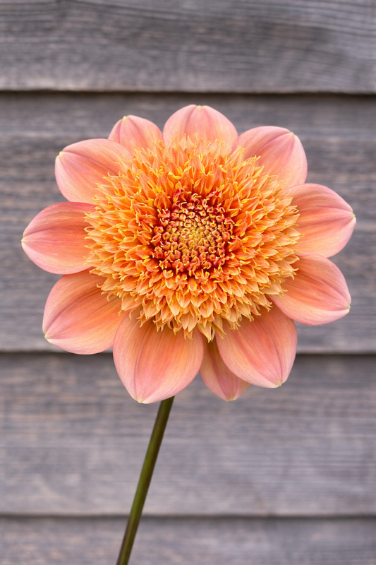 Sandia Brocade