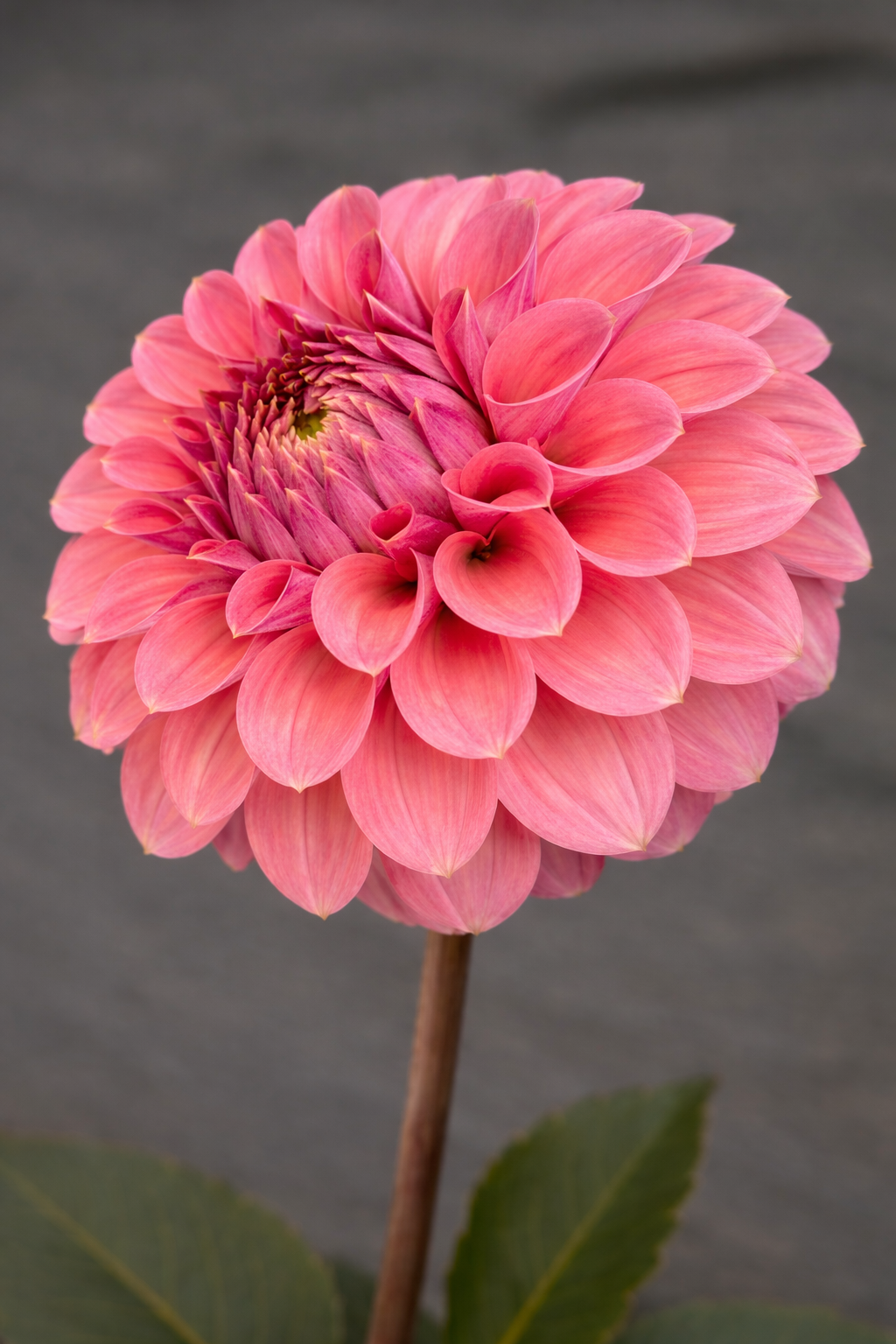 KA's® Keltie Rose - GRADE B