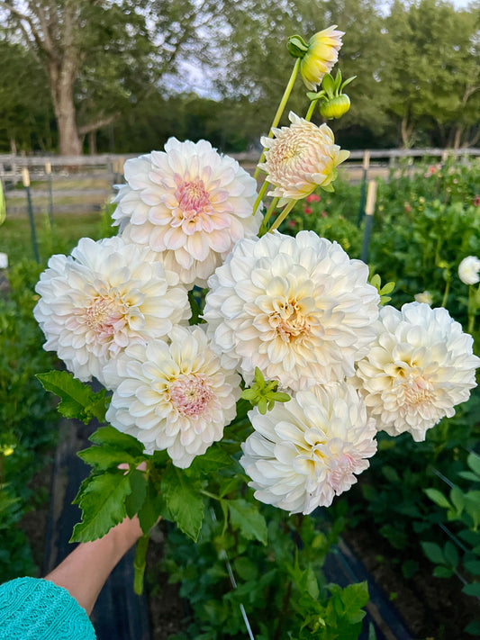 Irish Ruffles - GRADE B