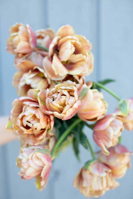 Mother's Day Specialty Tulip Wrap