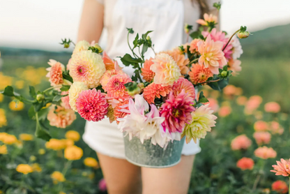 Dahlia Mystery - BULK 10